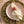 Shell Napkin Ring