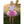Rose Tutu
